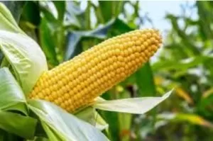 Screenshot 20231103 170719 Google1