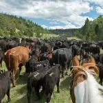 Ranch Farmer