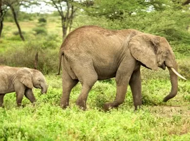 Elephants IFAW