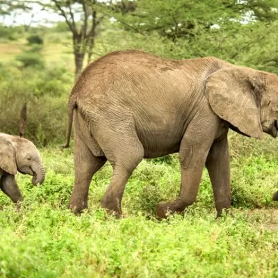 Elephants IFAW