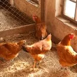 Hybrid Chickens