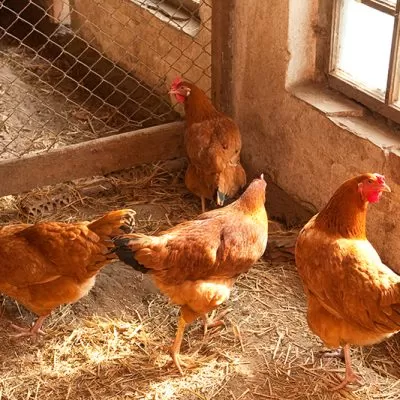 Hybrid Chickens