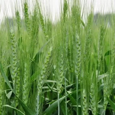 Wheat
