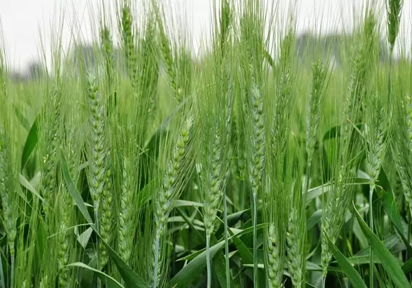 Wheat