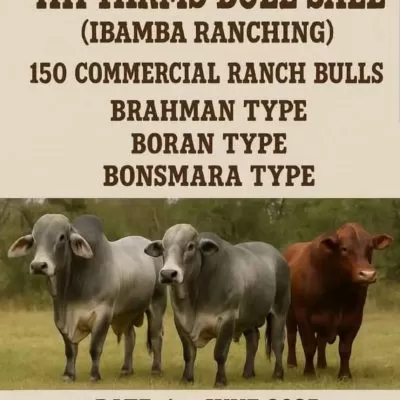 HH Bull Auction