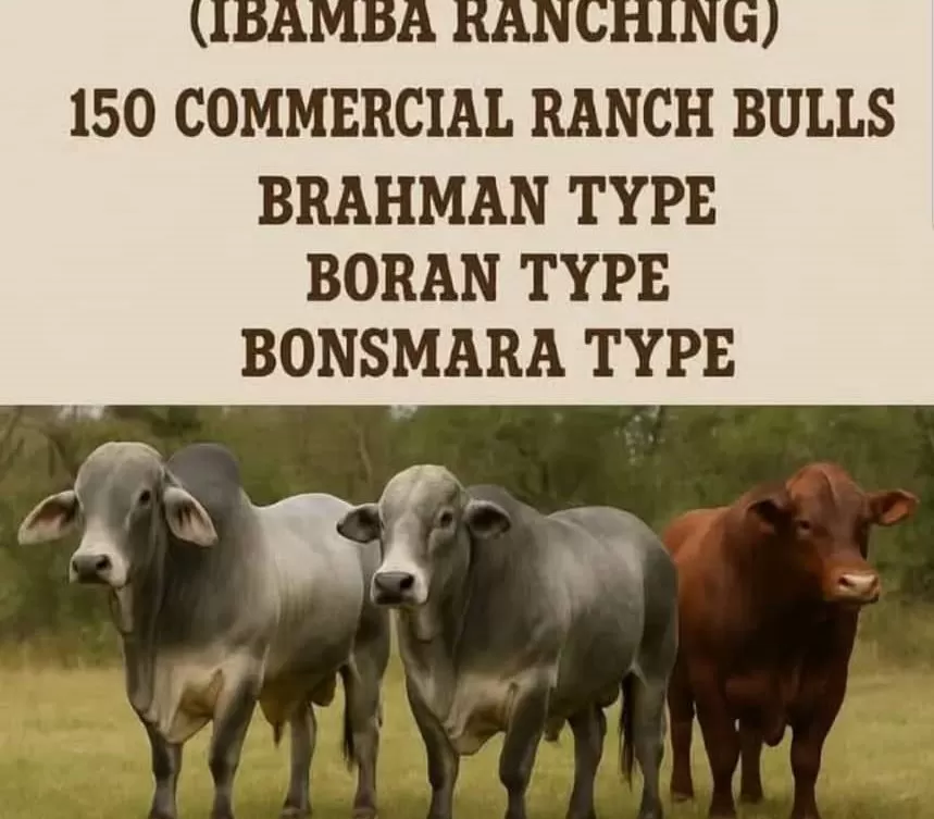 HH Bull Auction