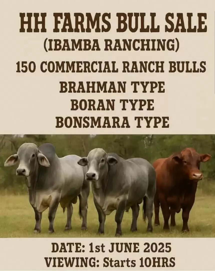 HH Bull Auction