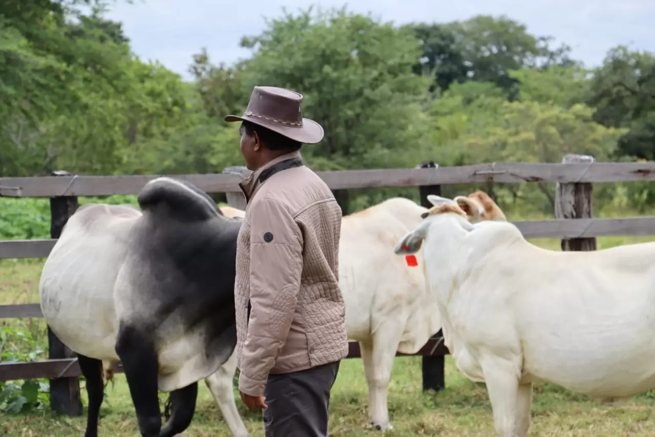 Zambian Beef